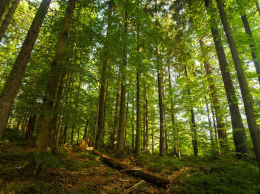 Εταιρεία Ανακύκλωσης Ξύλου - Rewood